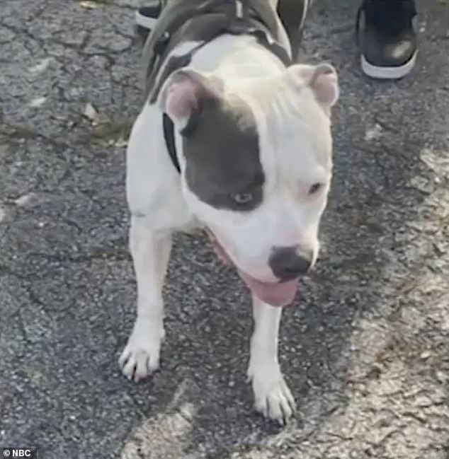 The two-year-old pit bull named Diamond was seized by animal control after attacking the woman who was walking with her own puppy.