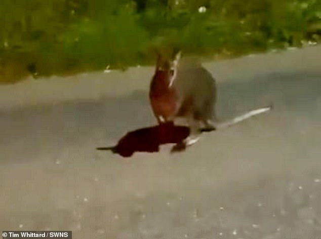 The wallaby was spotted on the side of the road near Crediton, South Devon.  The marsupial is more than 10,000 miles from its home in Tasmania