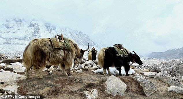 Ms Keen, from South Wales, was talking to her brother on Facetime when she saw the yak and turned the camera to show the mammal, which was just two meters away from her (stock image of yaks on Mount Everest).