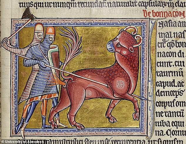 In the illustration, the fictional bonnacon expels acid feces from its anus as a form of defense against two knights.