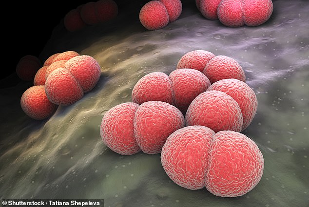 The CDC on Thursday issued an alert to doctors about increasing cases of a form of invasive meningococcal disease, caused by a strain of Neisseria meningitidis bacteria known as ST-1466.