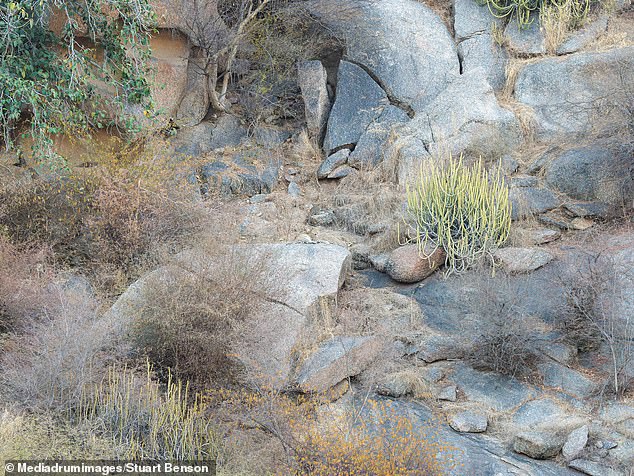 Can you locate the leopard hidden in this tricky optical illusion?