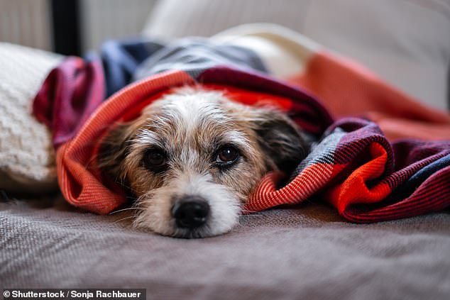 Veterinarians have issued a warning for dog owners to get vaccinated against canine parvovirus due to an outbreak in Victoria's Latrobe Valley that has claimed the lives of more than 10 dogs so far.