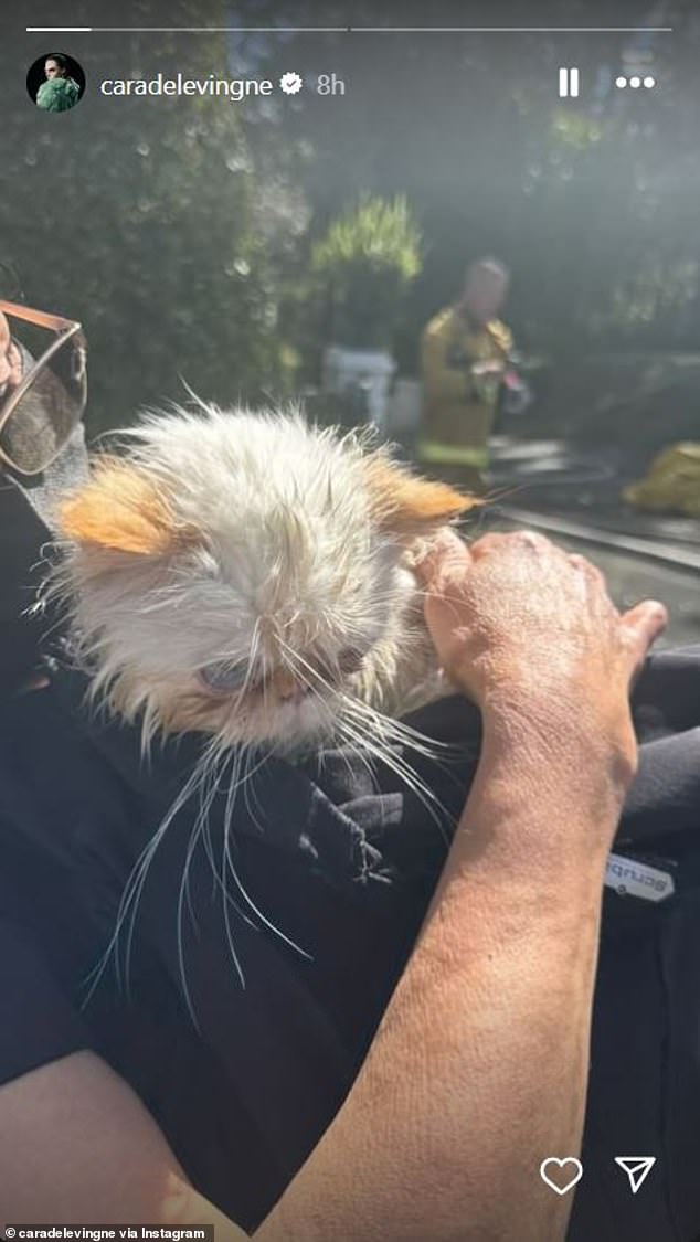 The first photo she shared showed one of her white cats lying on a man's chest in the sun, while a firefighter is in the background