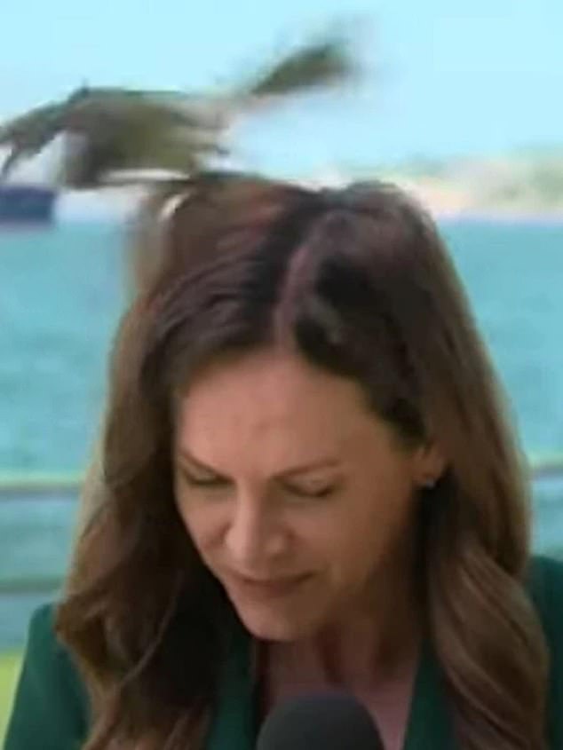 Senior reporter Ursula Heger was filming a story for the 10 News First newsletter when the bird suddenly attacked her.