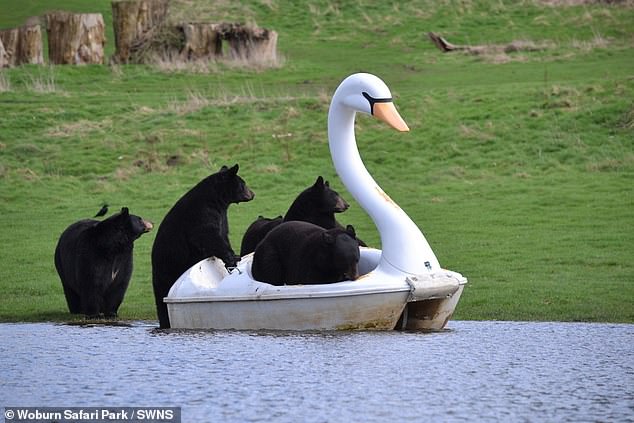 The bears were spotted climbing a swan-shaped pedalo at Woburn Safari Park in Bedfordshire