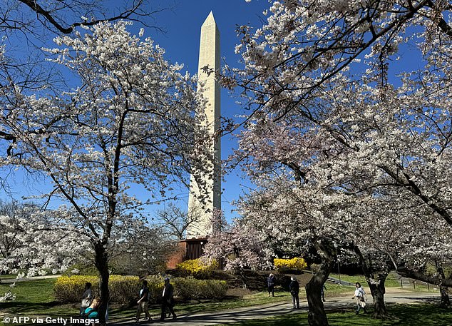 Since 1970, DC has added 20 extra days to its growing season, meaning trees are flowering earlier