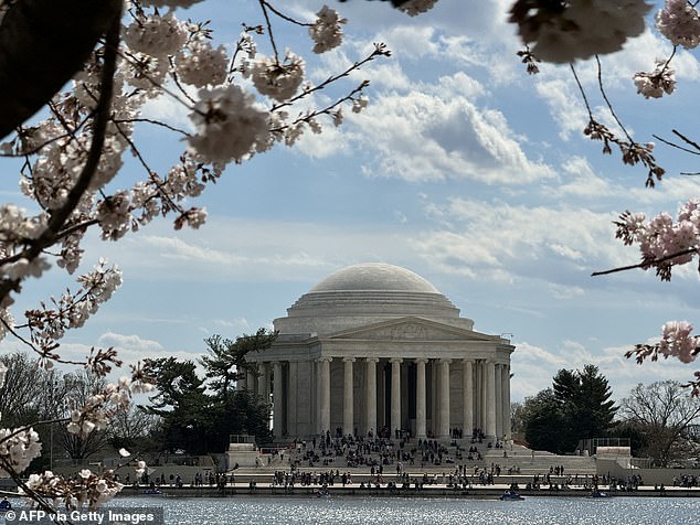 Cherry blossoms in Washington, D.C., reached their first 'peak bloom' in 20 years