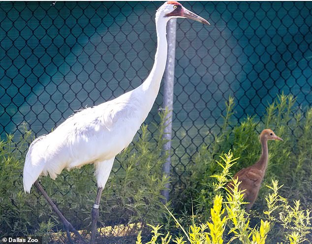 The zoo received a whooping crane egg, then placed it under their incubating pair and the couple raised the chick as their own. In the photo, the chick with one of its adoptive parents