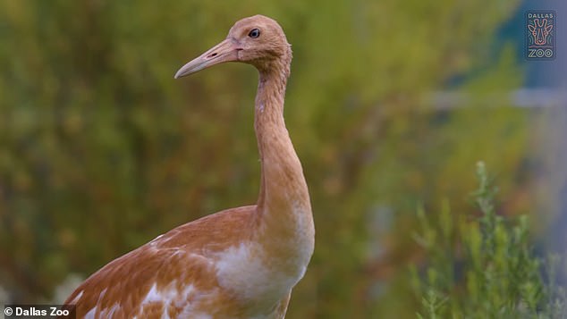 Authorities are searching for the killer of an endangered whooping crane chick found dead in Louisiana.