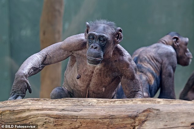 Chimpanzees at Magdeburg Zoo in northern Germany have only been seen with small tufts of hair on their bodies.