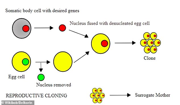 To create somatic cell nuclear transfer (SCNT) clones, scientists take DNA (red circle) from tissue and insert it into eggs (yellow) without their DNA (green).  Scientists then turn certain genes on or off to help cells replicate (right)