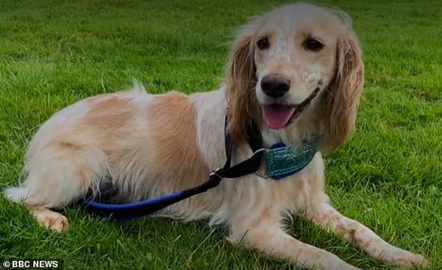 The adorable pup was found malnourished and dehydrated in 2019 in Gilberdyke, but will now compete in the famous dog show.