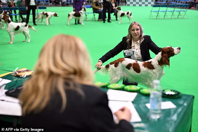 The Kennel Club, which organizes Crufts, said the winning dog had passed all veterinary checks and was not suffering from any health problems (file image)