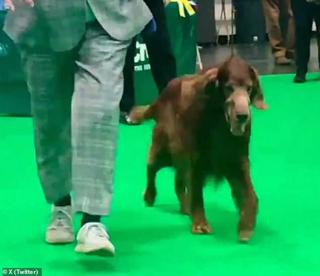 A clip posted by X (formerly Twitter) user Jemima Harrison shows a particularly old dog struggling as it is dragged around the green carpet by its owner