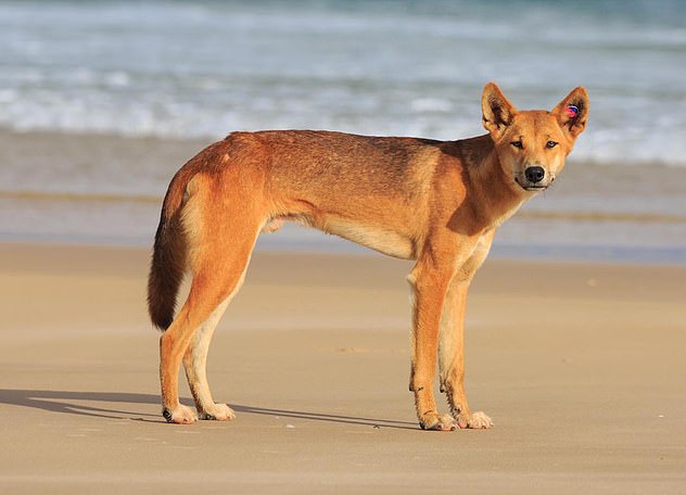 There have been more than half a dozen dingo incidents at K'gari in as many weeks (stock image)