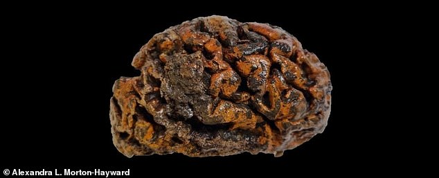 This 1,000-year-old brain belonged to a person whose remains were discovered in the 10th-century Sint-Maartenskerk cemetery in Ypres, Belgium.  The folds of the fabric are still soft and damp.  They are colored orange with iron oxides
