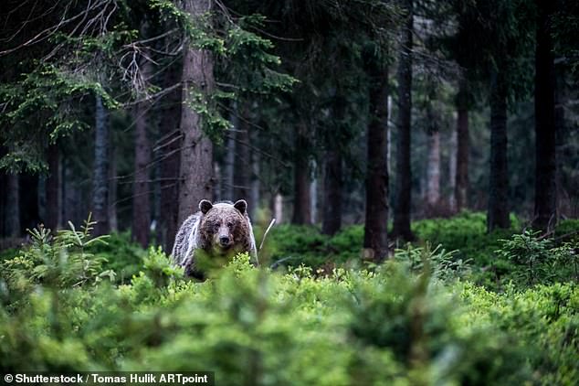 Europe is home to up to 18,000 brown bears spread across 22 countries