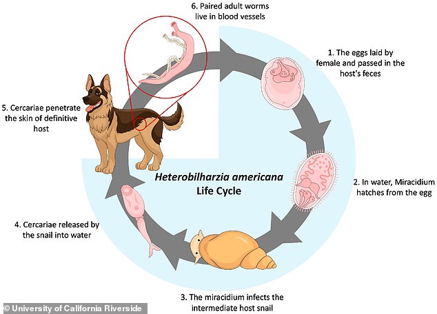After transforming into one of the snails, the worm ventures out in search of a mammal to infect. At this stage, it can only survive on its own for about 24 hours. If a dog or raccoon is in water or drinking, it becomes infected.