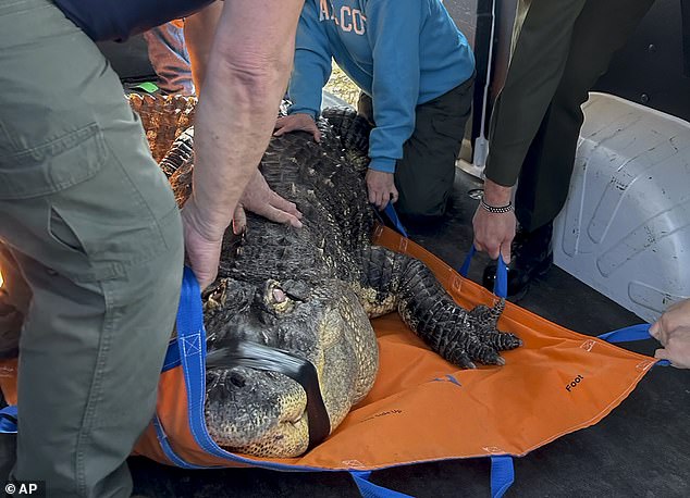 Conservation officials claimed the alligator's owner let visitors into the pool with the reptile to pet him