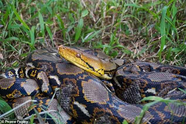 Scientists measured the growth rates of two species of large pythons, the reticulated python (pictured) and the Burmese python, on farms in Thailand and Vietnam.