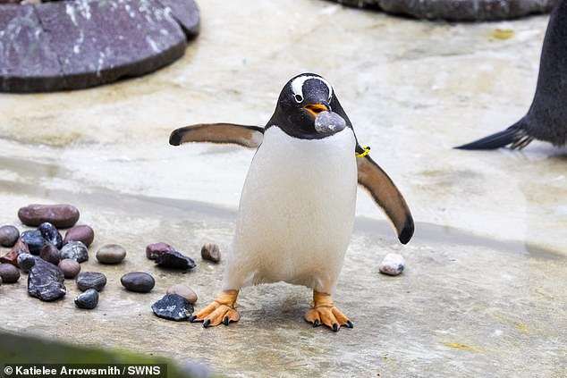 At Edinburgh Zoo, male gentoo penguins are busy collecting their favorite stones to try to win over their ideal mate.
