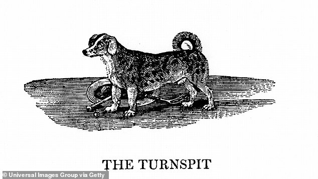 Turnspit dogs were bred to run on a hamster wheel-like device