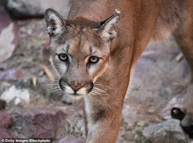 A 21-year-old man was killed and an 18-year-old man was seriously injured after a mountain lion attack in a remote area of ​​California (animal not pictured)