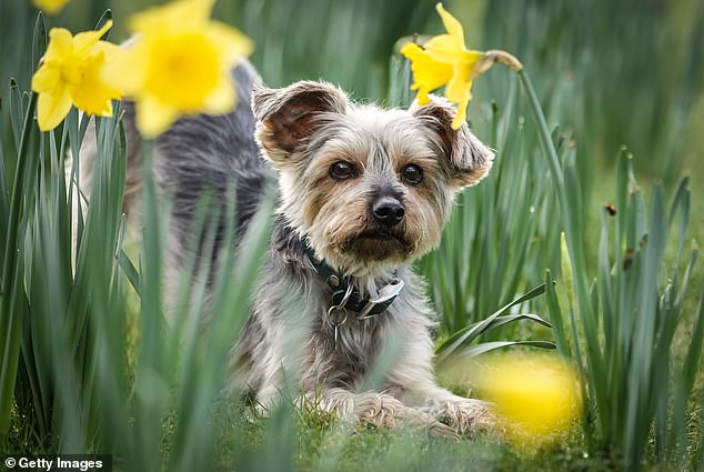 Dougal put on an adorable display as he posed alongside spring daffodils at Birmingham's NEC Arena.