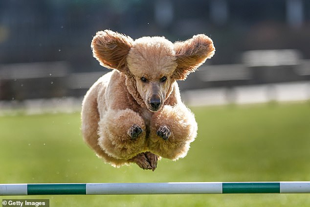 Getting ready: Poodle Ruben is just one of more than 24,000 dogs heading to Birmingham for the Crufts 2024 competition.