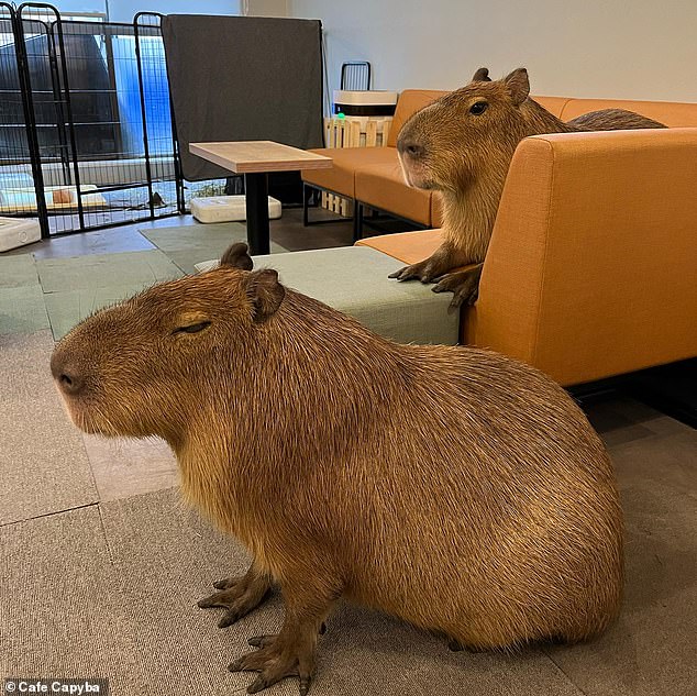 Cafe Capyba allows customers to enjoy their coffee alongside two capybaras named Kohaku and Pisuke (pictured)
