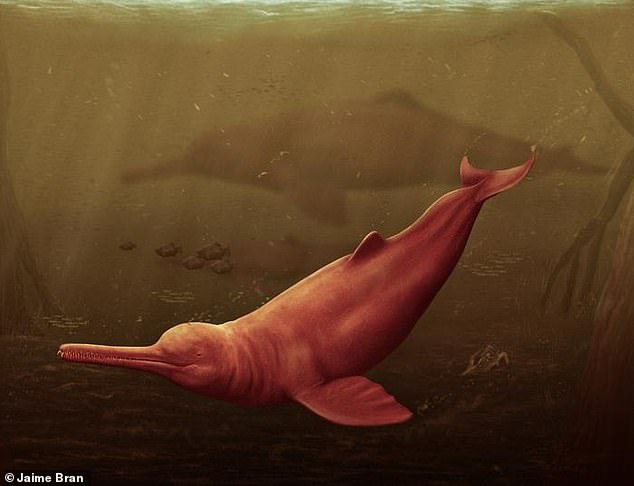 The fossilized remains of an ancient dolphin believed to have lived 16 million years ago have been discovered in the Peruvian Amazon.