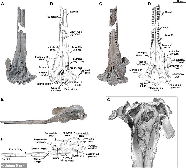 A team of researchers from the University of Zurich discovered the skull of the largest dolphin ever discovered