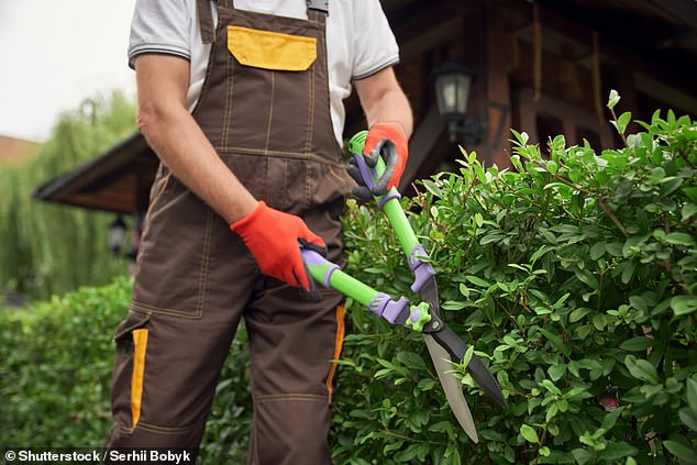 Gardeners have been warned they could be fined £1,000 under a little-known law if their hedge is allowed to grow 'unchecked' (stock image)