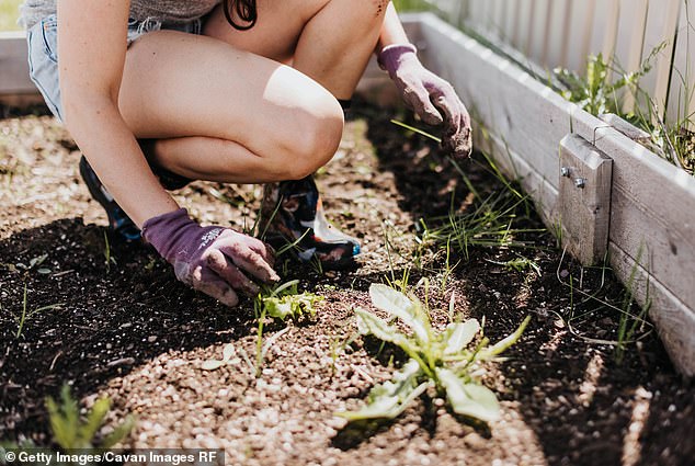 Getting rid of weeds can be tedious work;  However, some experts may have come up with some unlikely but useful solutions to keep them at bay in gardens.