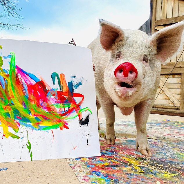 Pigcasso with a red nose after a painting session.  Lefson rescued Pigcasso in May 2016 from a factory farm in South Africa, just weeks before she was sent to slaughter.