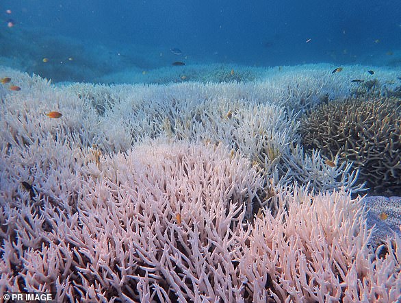 This photo shows a bleached coral on Heron Island in Queensland, Australia.  Severe bleaching is occurring along the Great Barrier Reef as the world stands on the brink of another mass bleaching event.