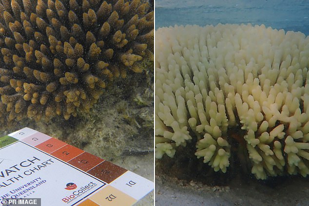 Great Barrier Reef Bleaching Hundreds of coral sites experience fifth