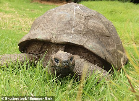 Jonathan is the oldest land animal in the world at 191 years old