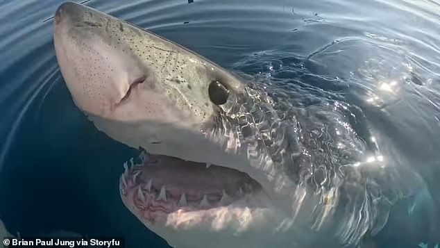 Boaters off the Sarasota coast were surprised when a great white shark swam toward them, flashing a toothy grin.