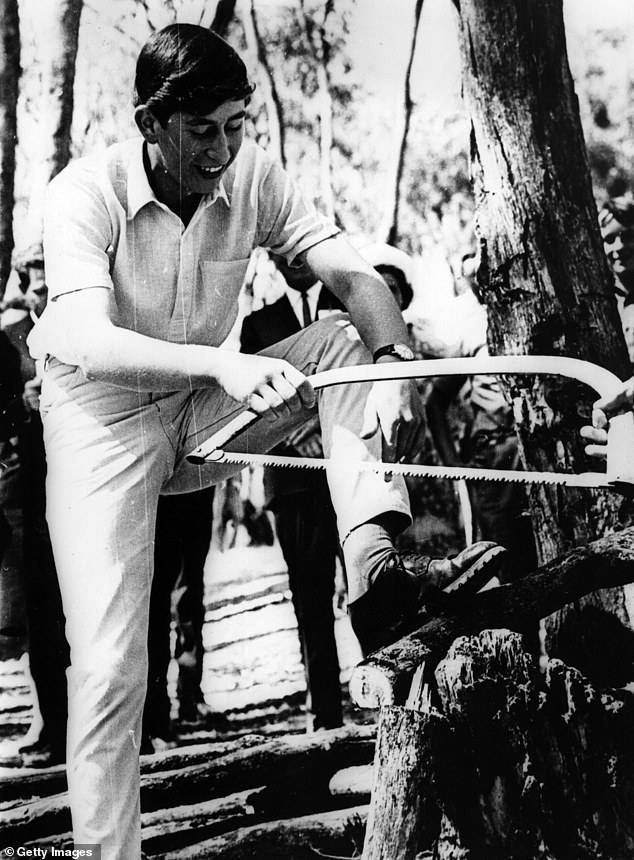 The Prince of Wales uses a saw to cut down a tree during a trip to Timbertop, an annex to Geelong Grammar School in Victoria