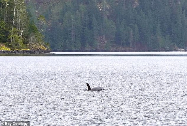 A two-year-old orca has been roaming a Canadian lagoon for days, refusing to leave the area where its mother died on the shore