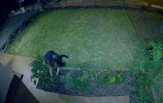 A couple whose porch was hit by repeated plant thefts and who had little help from police took matters into their own hands with the ingenious use of technology.  The alleged thief appears in the photo.