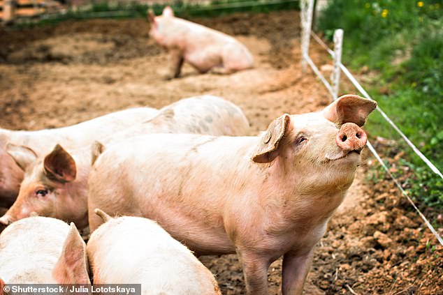 Health officials believed the toddler picked up the parasitic worm from a pig kept on her family's farm