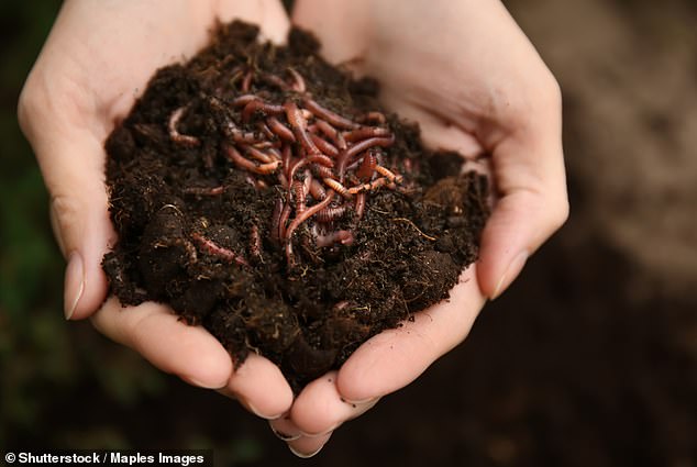 Tea bags are a natural magnet for earthworms, and by burying tea bags in your garden bed, gardeners can attract the creatures perhaps faster than you could brew a cup of brew (pictured of stock)