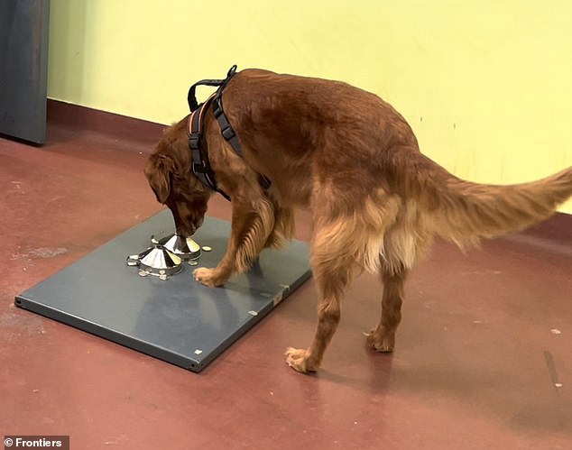 Researchers trained 25 dogs to detect chemical signs of stress in a person's breath.  However, only two had sufficient skills and motivation to complete the study.  Pictured: Ivy, a red golden retriever