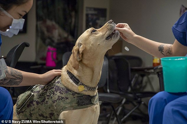 The dogs learned to detect volatile organic compounds in human breath that indicated that a PTSD episode was imminent. This could help them intervene earlier at work as service dogs (file image)