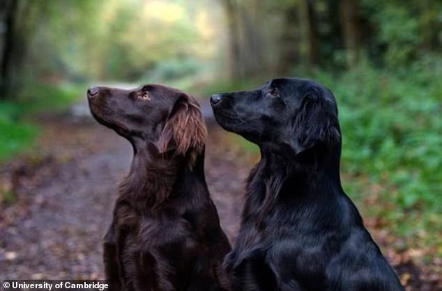 About 66 percent of flat-coated retrievers (pictured) have the POMC mutation. Dogs with the mutation tend to overeat because they get hungry between meals more quickly than dogs without it.