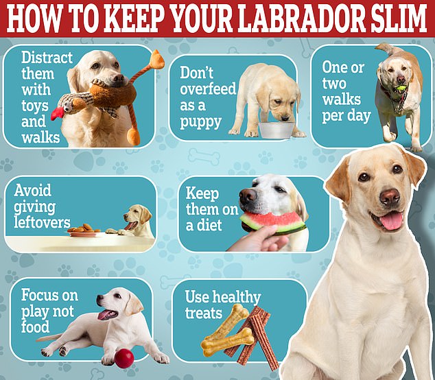 Tips for keeping your Labrador thin include distracting him with toys and walks, avoiding giving him leftovers, and taking him for a walk at least once or twice a day.