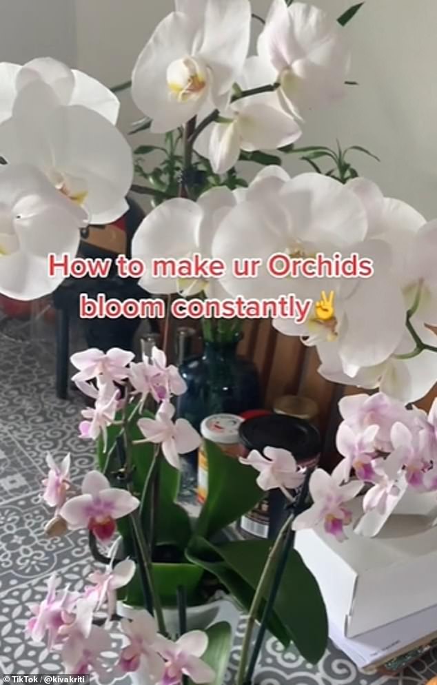 Plant lover Kiva Kriti, from Harrow, shared her clever hack on TikTok, which made her orchid flower twice a year, instead of just once.